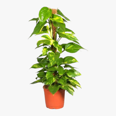 Scindapsus - Epipremnum Aureum - Money Plant